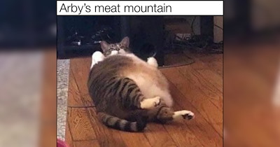 the bread and butter of cat memes for hungry hoomans with a taste for feline funnies
