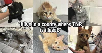 cat lover who tnred 20 stray cats confronted by cat lady for stealing her fur babies